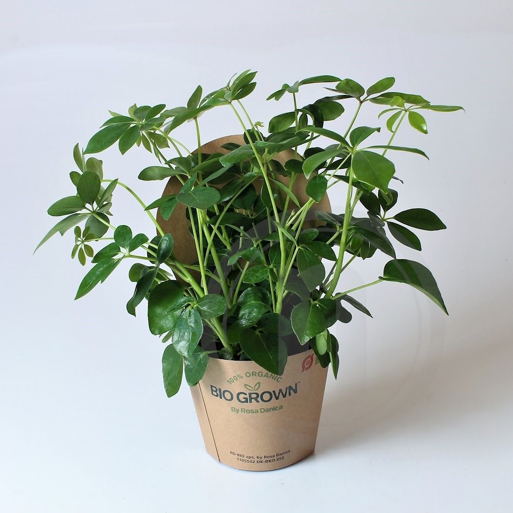 Biosund Schefflera arboricola Økologisk