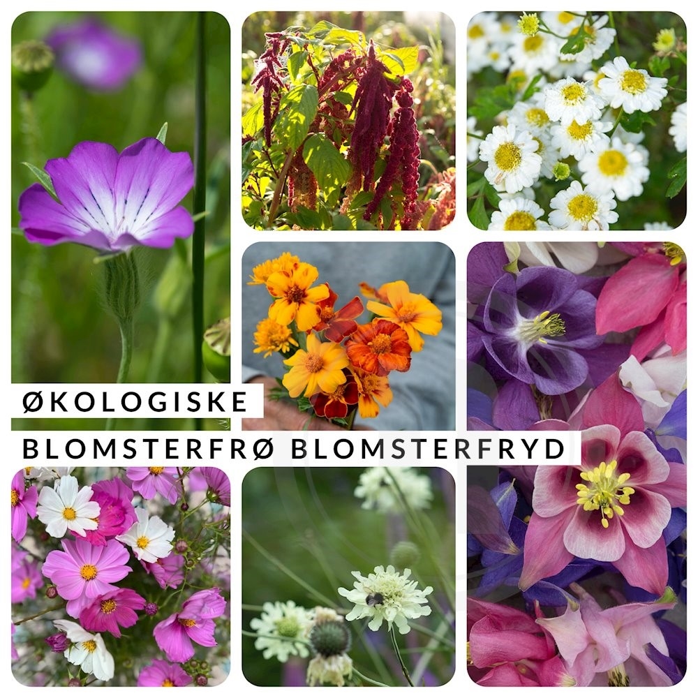 Brede Havekiosk Økofrø Blomsterfryd Mix