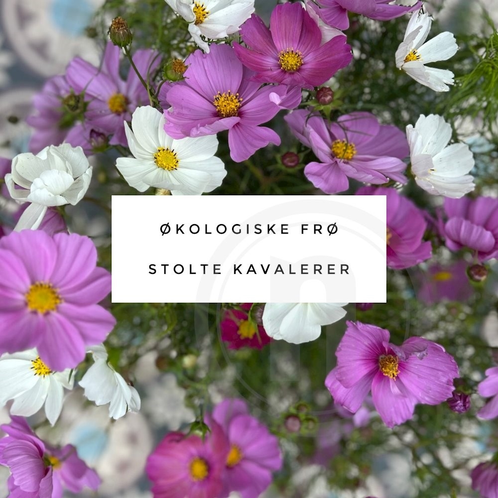 Økofrø Cosmos 1 pose