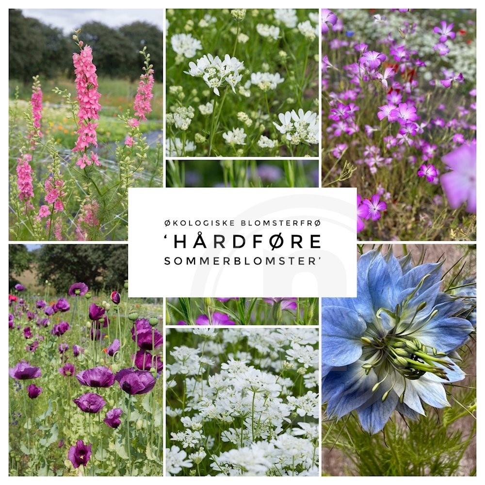 Brede Havekiosk Økofrø Hårdfør Sommer Mix 1 ps