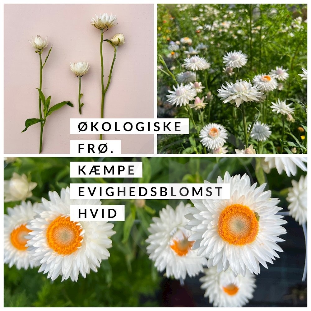 Brede Havekiosk Økofrø Helichrysum Hvid 1 pose