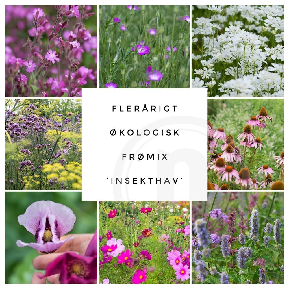 Brede Havekiosk Økofrø Insekthav Mix
