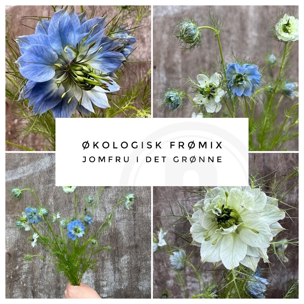 Nigella Økofrø Jomfru i det grønne mix