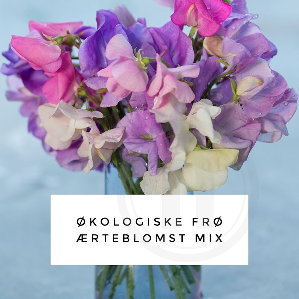 Økofrø Lathyrus mix