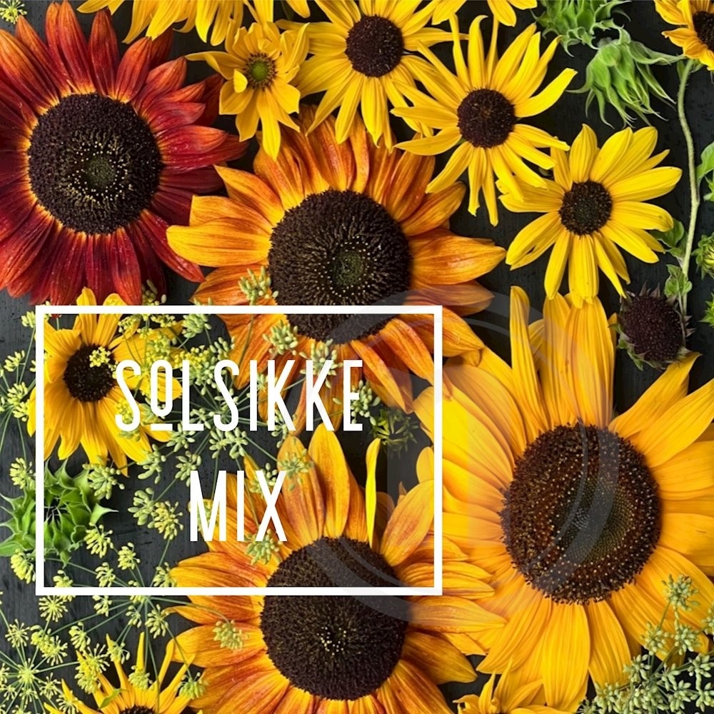 Økofrø Solsikke mix