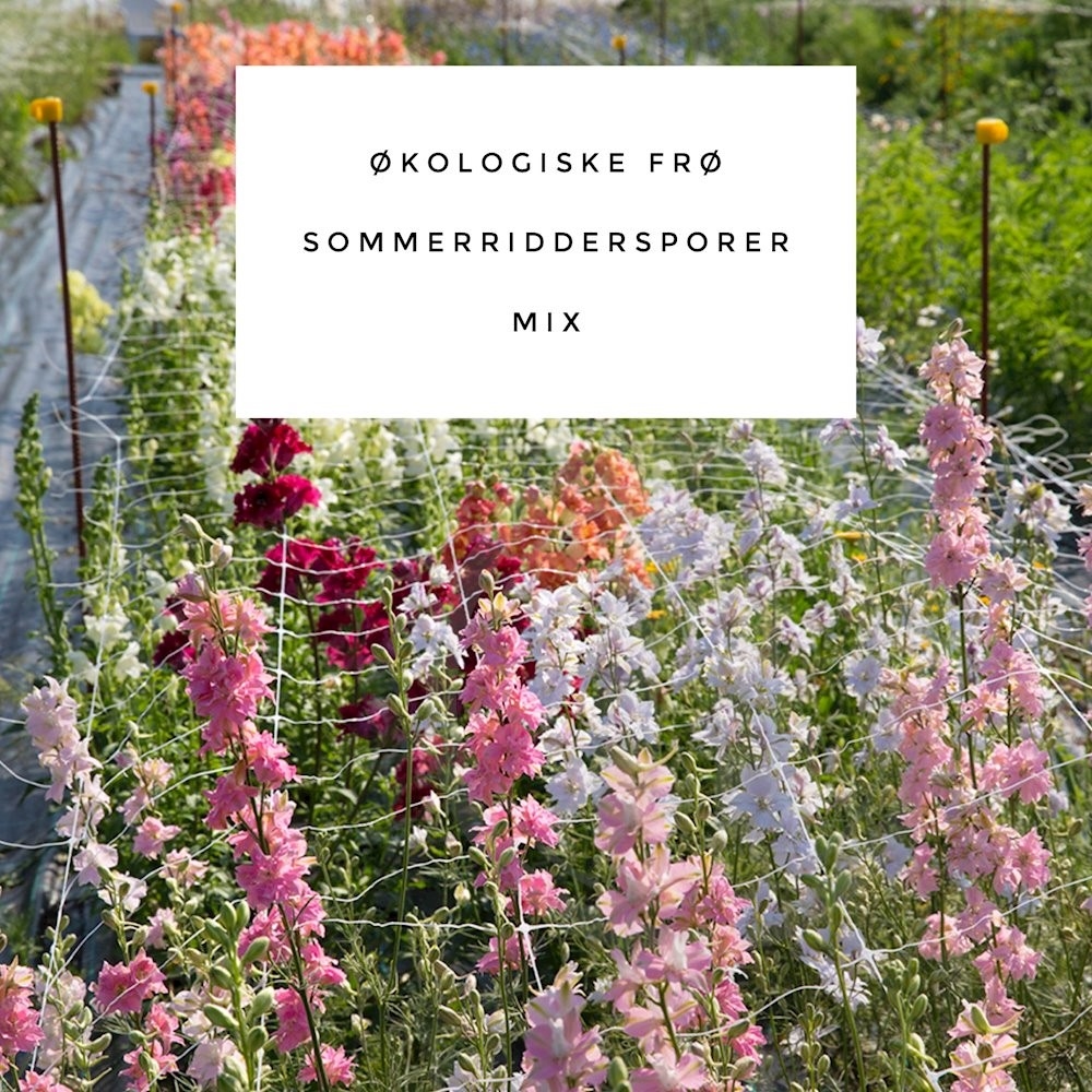 Økofrø Sommerridderspore