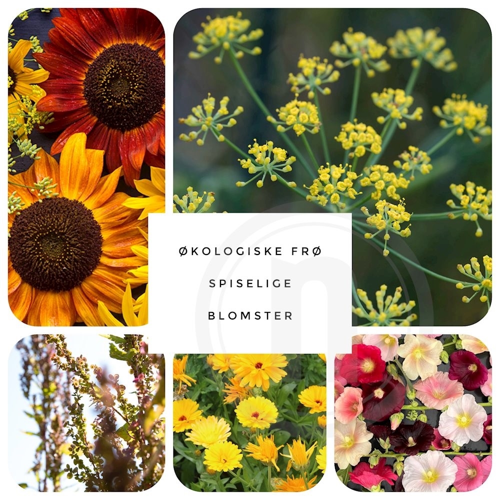 Brede Havekiosk Økofrø Spiselige Blomster Mix 1 ps.
