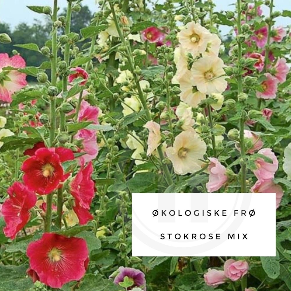 Økofrø Stokrose mix