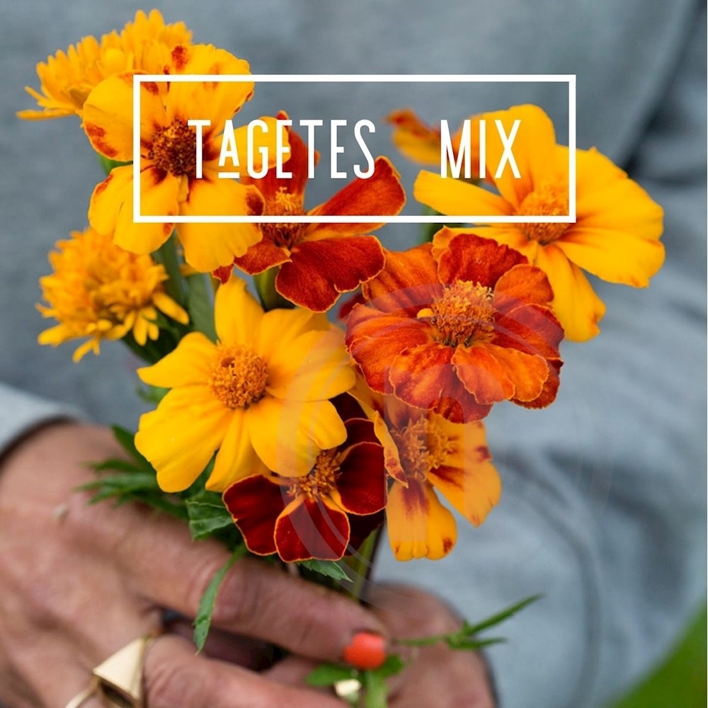 Brede Havekiosk Økofrø Tagetes Mix 1 pose