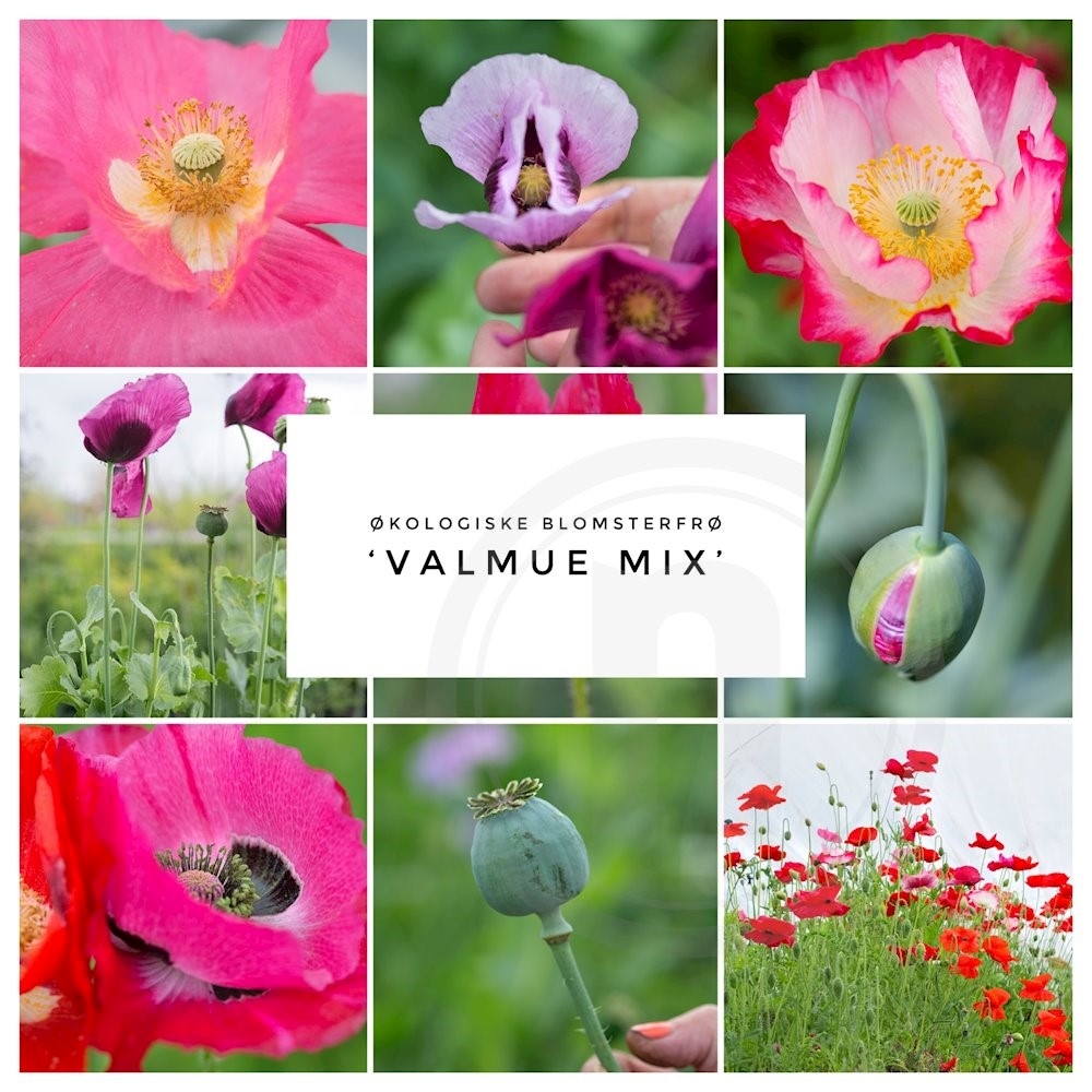 Brede Havekiosk Økofrø Valmue mix