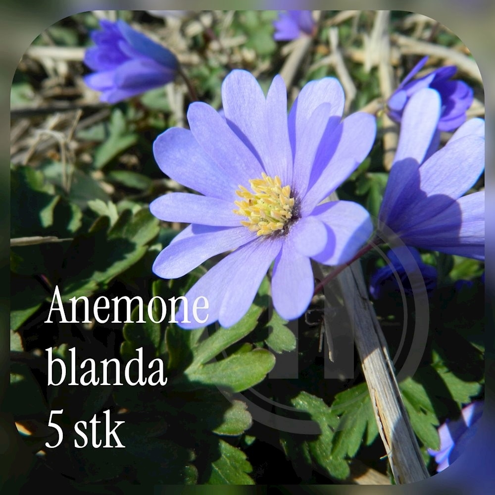 Brede Havekiosk Økoløg Anemone blanda 5 løg