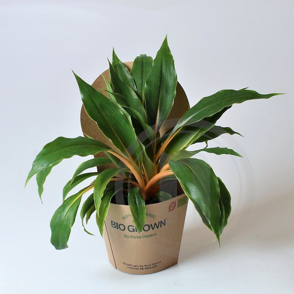 Biosund Økologisk Chlorophytum