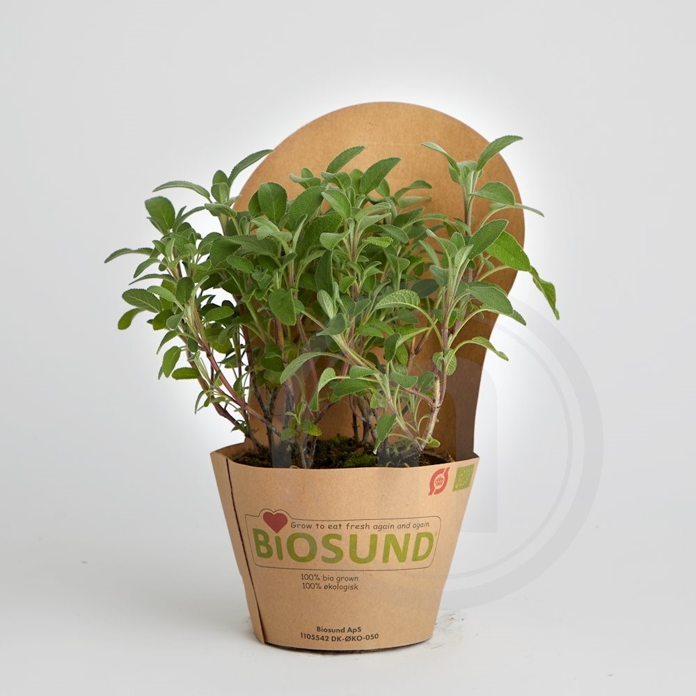 Biosund Økologisk Salvie