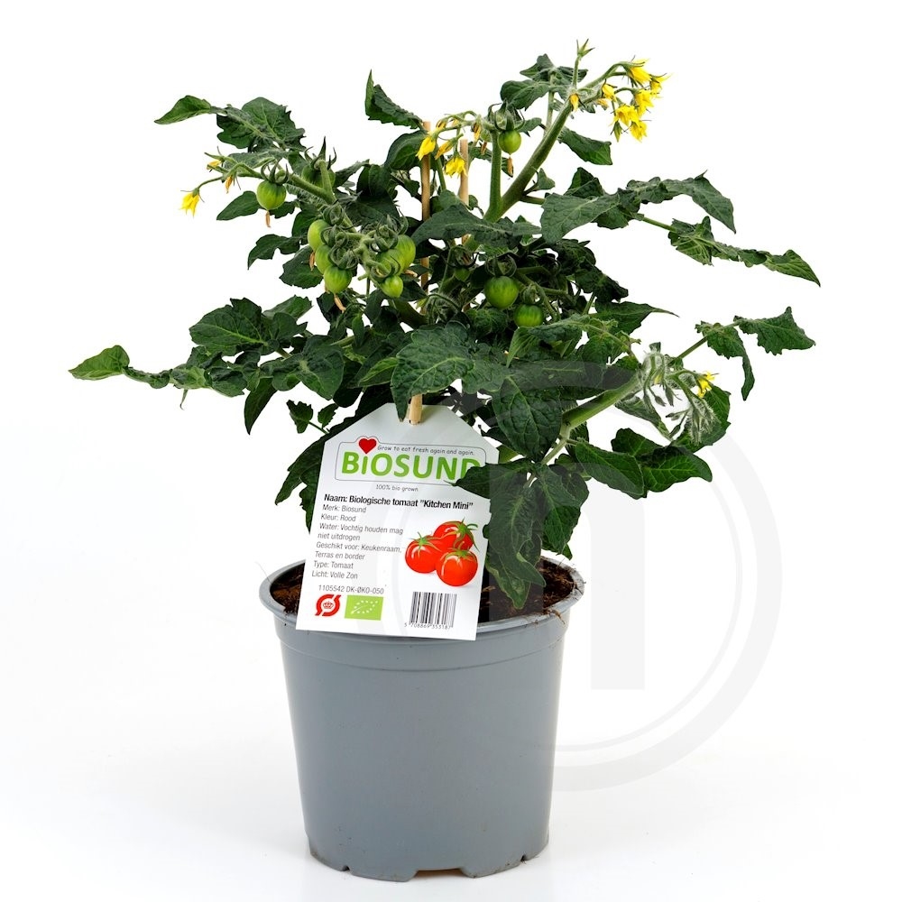 Biosund Økologisk Tomatplante