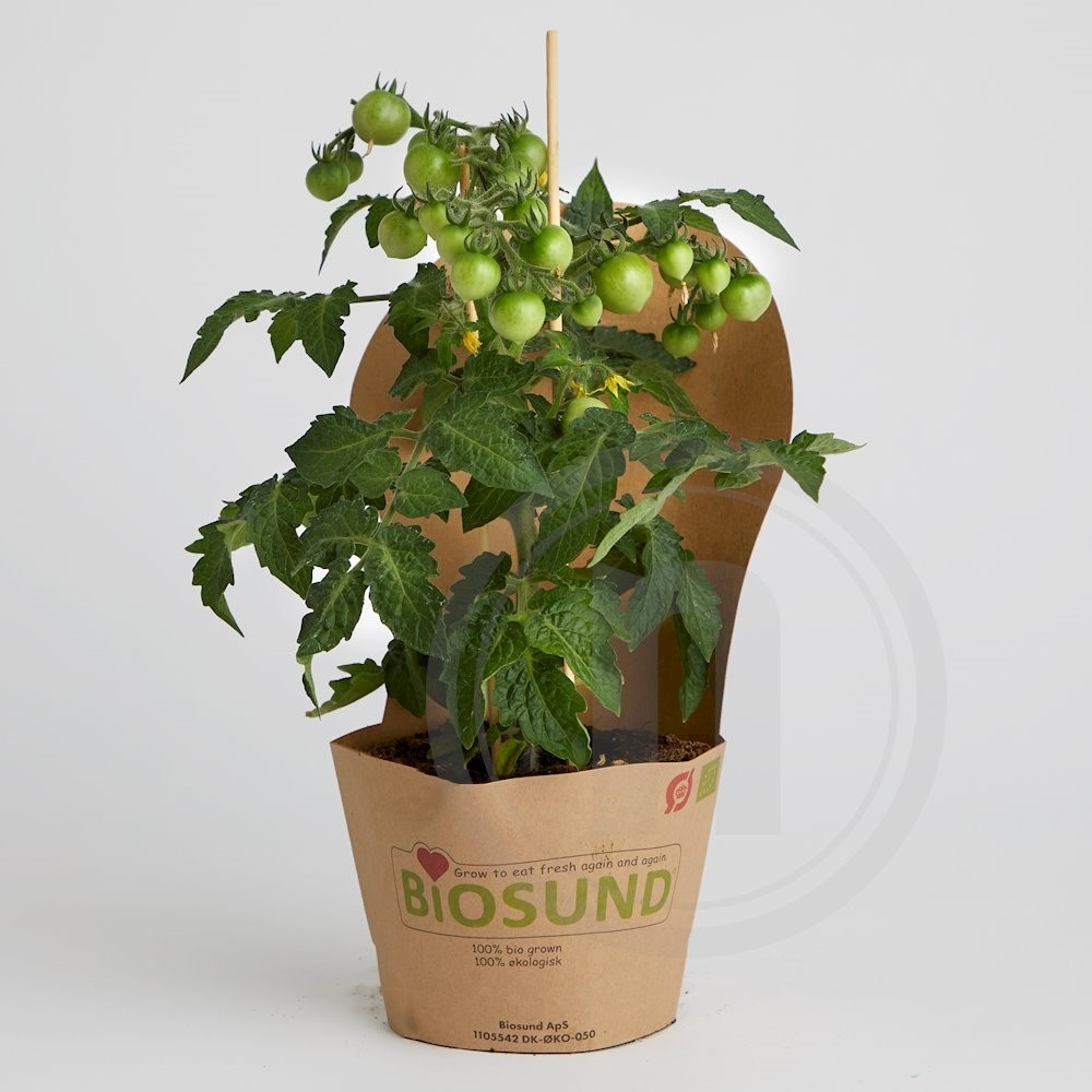 Biosund Økologisk Tomatplante
