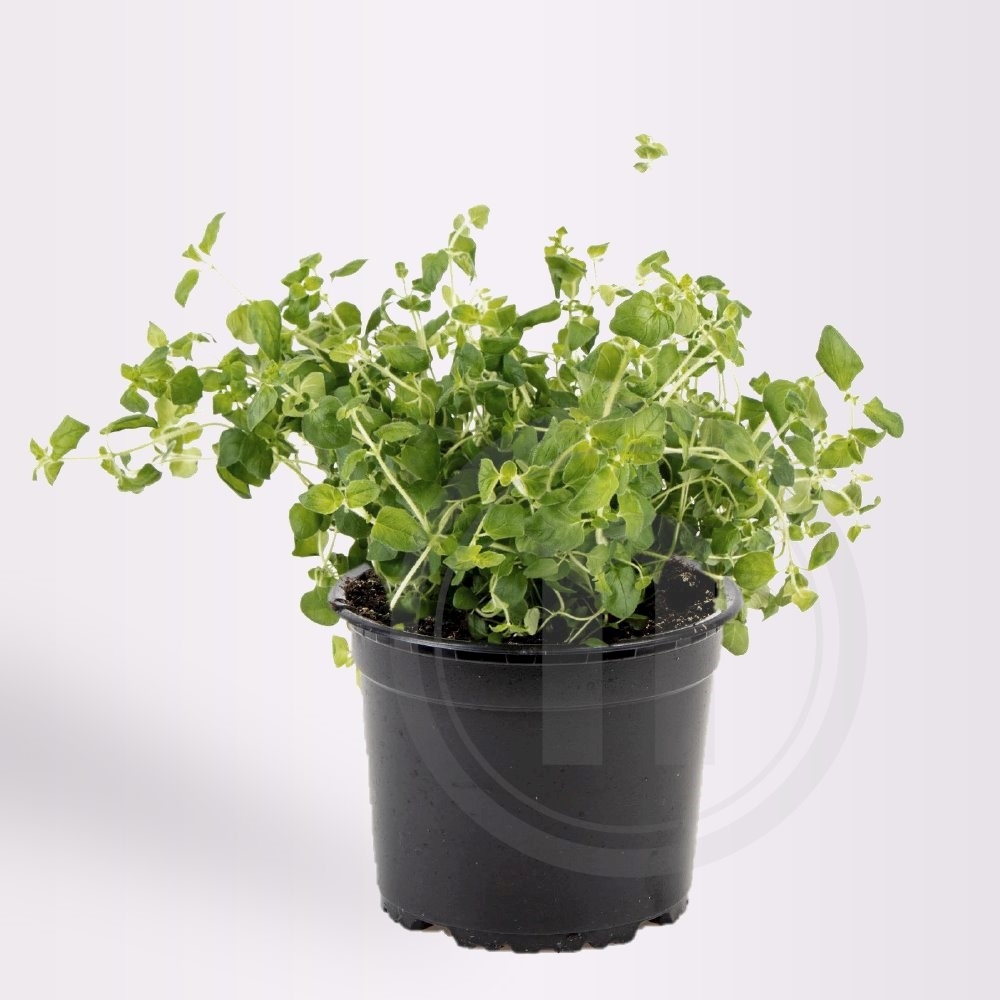 Oregano Økologisk