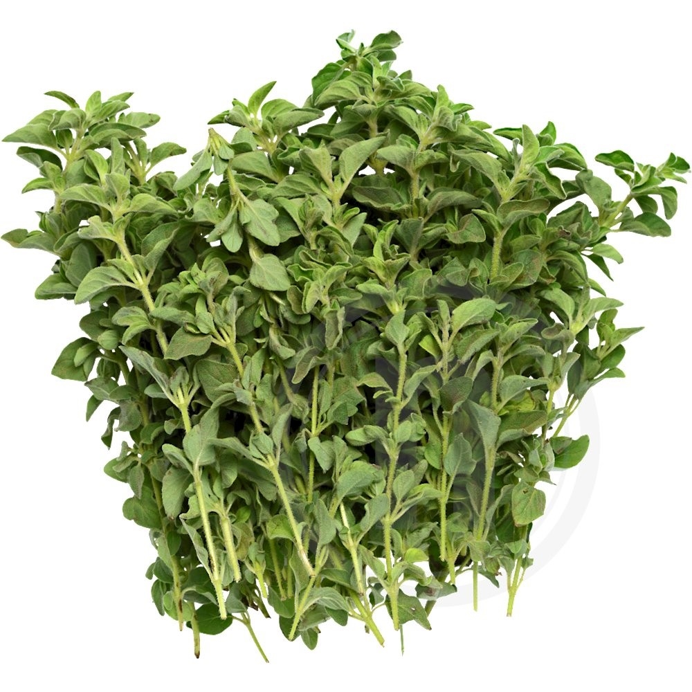 Oregano