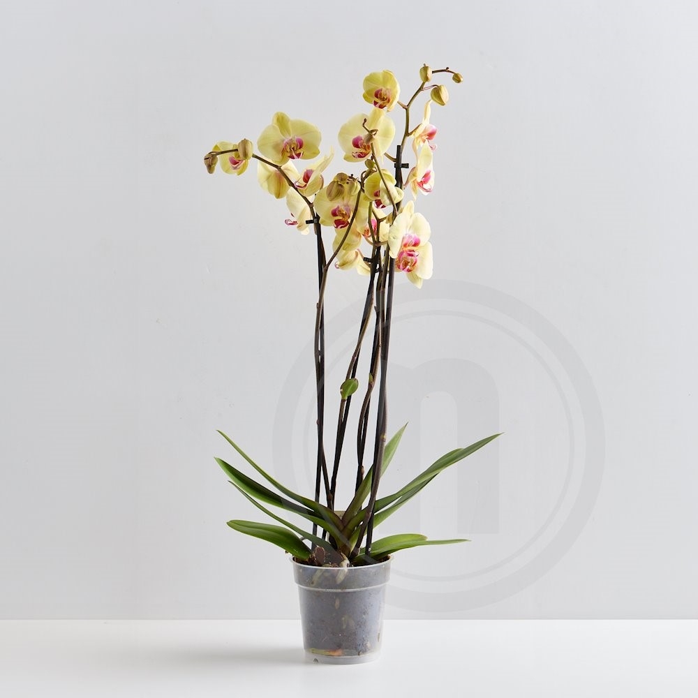Orkidé 4-grenet Dessert Breeze