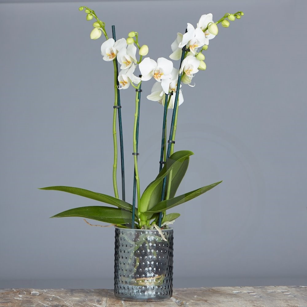 Orkidé 4 grenet hvid Ø12 cm 1 stk