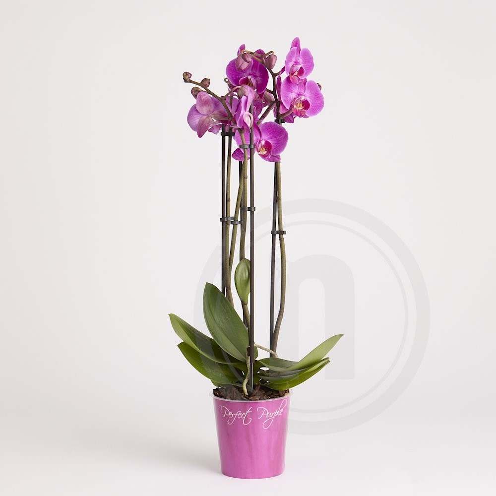 Orkidé 4-grenet Lilla . Ø 12 cm