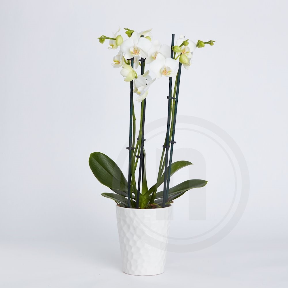 Orkidé 5-grenet hvid .