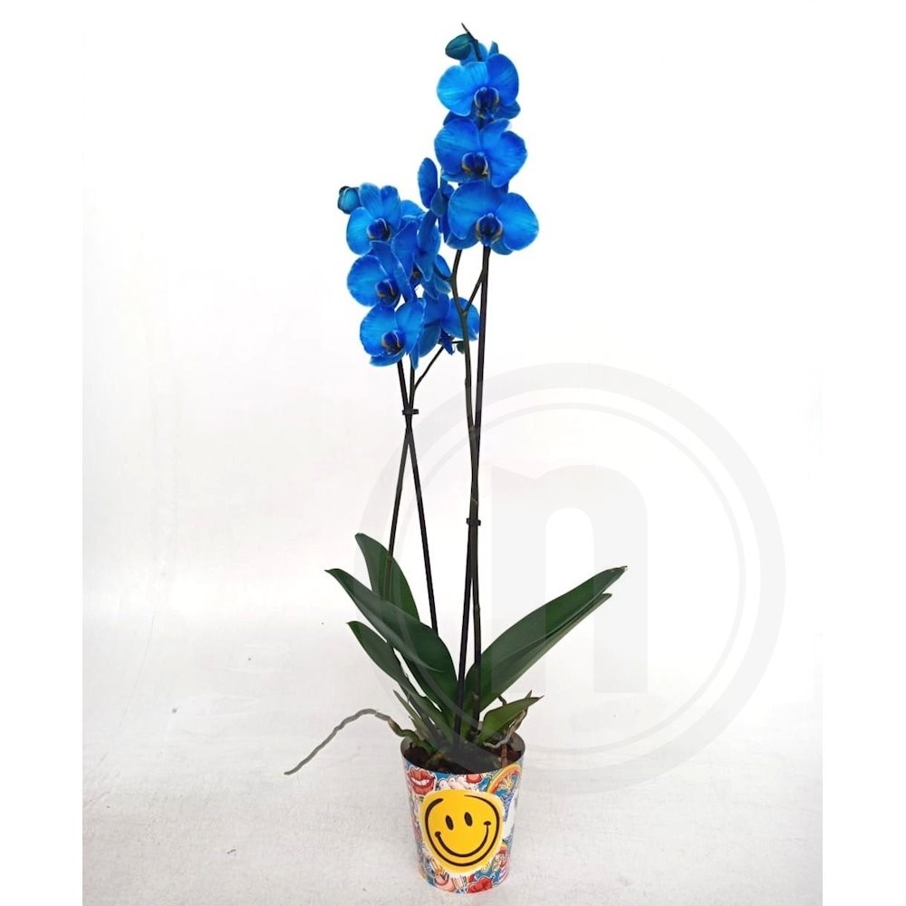 Orkidé Blå 2-grenet Ø12 cm .