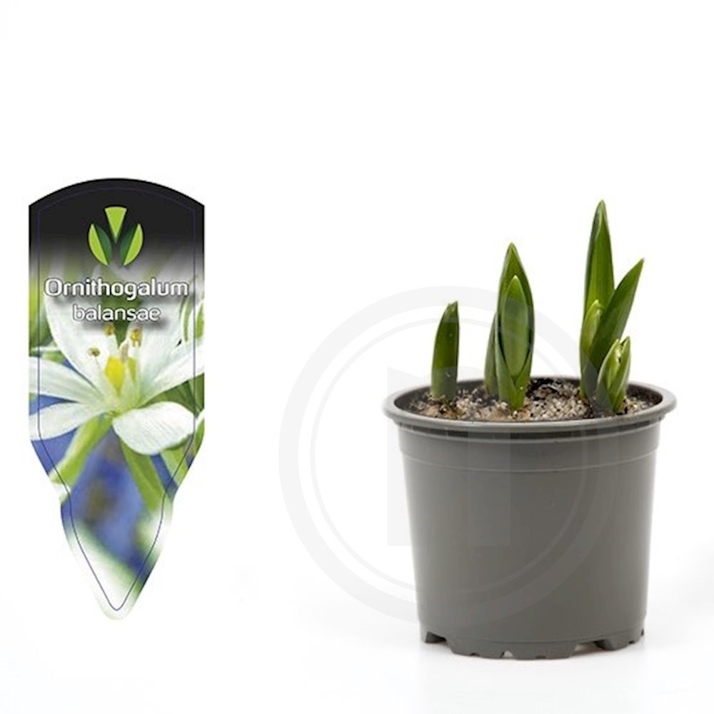 Ornithogalum balansae