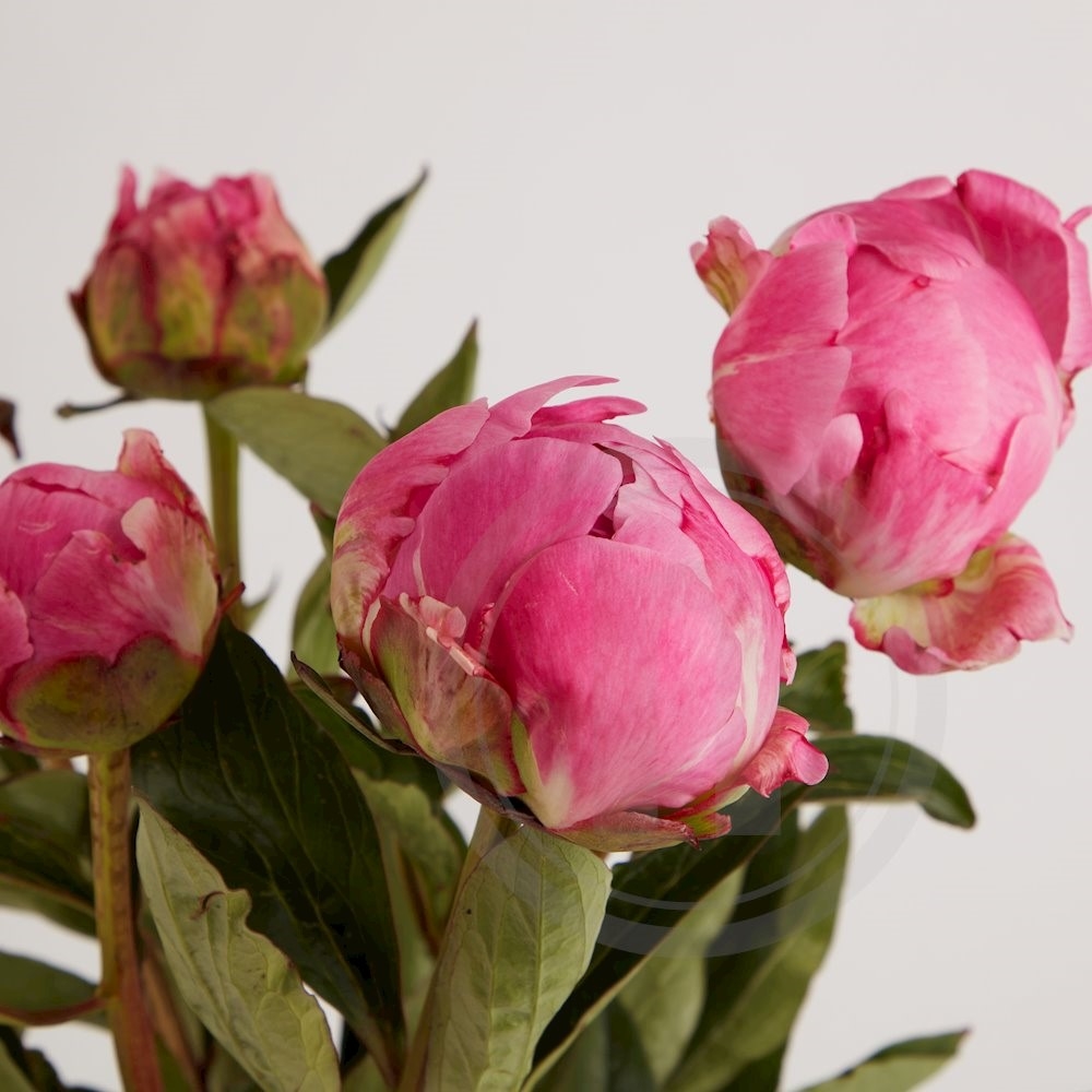 Pæoner Dr. A. Fleming 5 Stilke