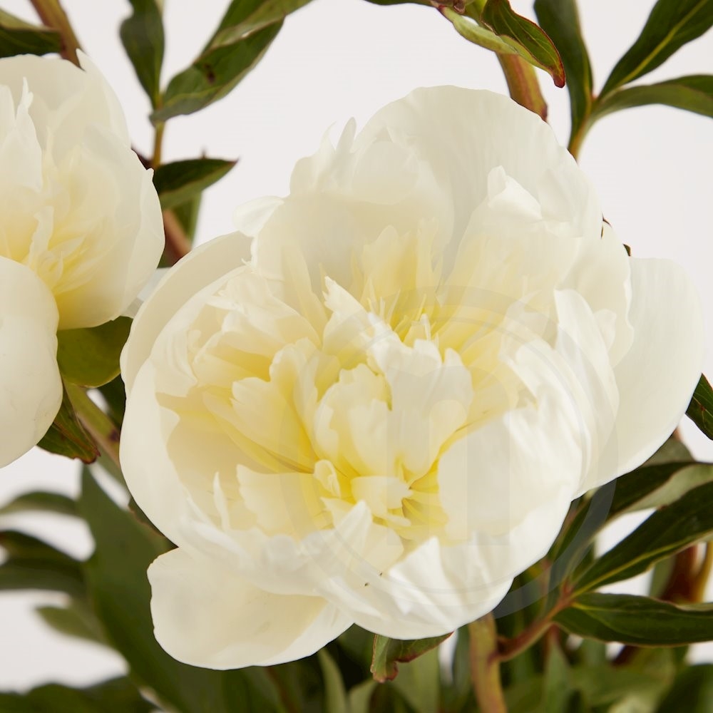 Pæoner "Duchesse de Nemours"