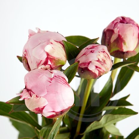 buy roses to plant online Buy Winners Circle Climbing Rose Plants & Trees Online main image 1