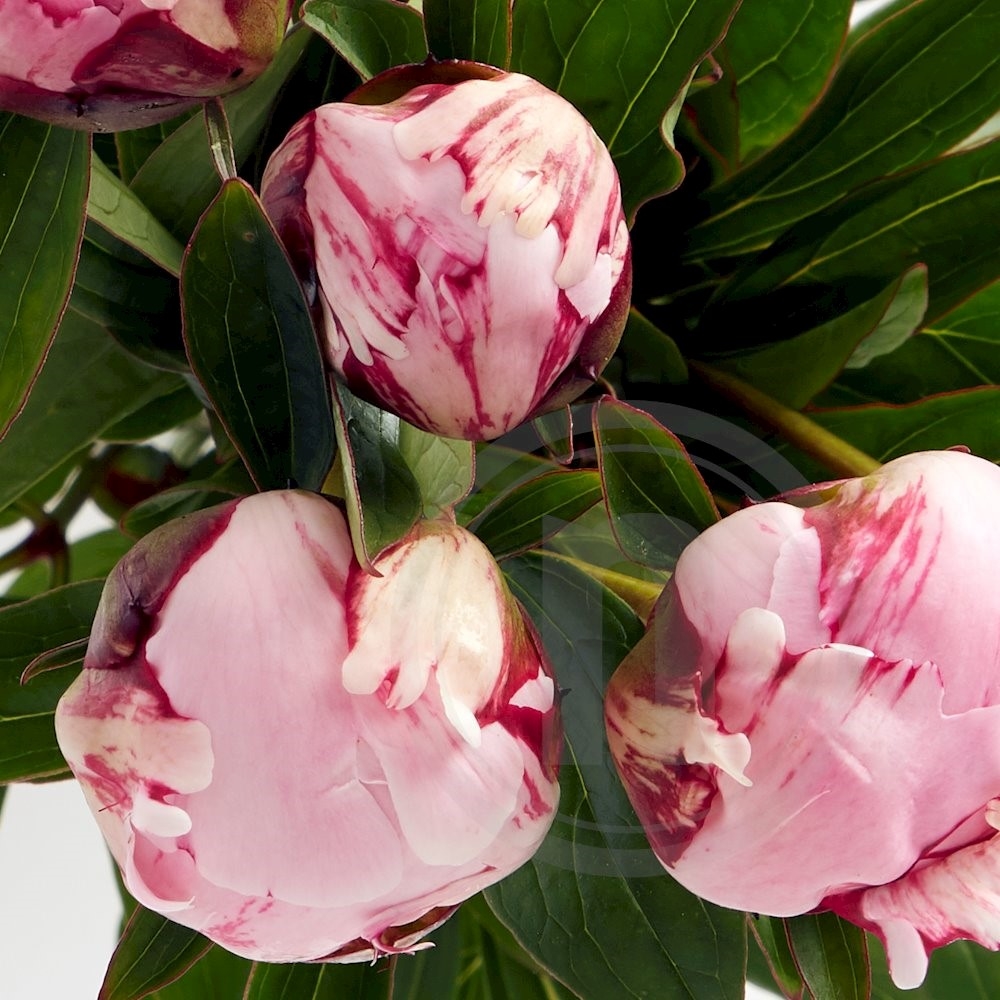 Pæoner Sarah Bernhardt 6 stilke