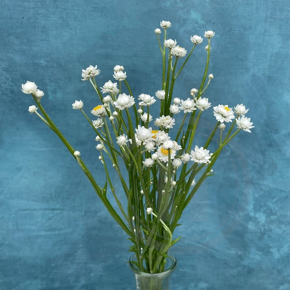 Brede Havekiosk Papirknop Hvid Øko