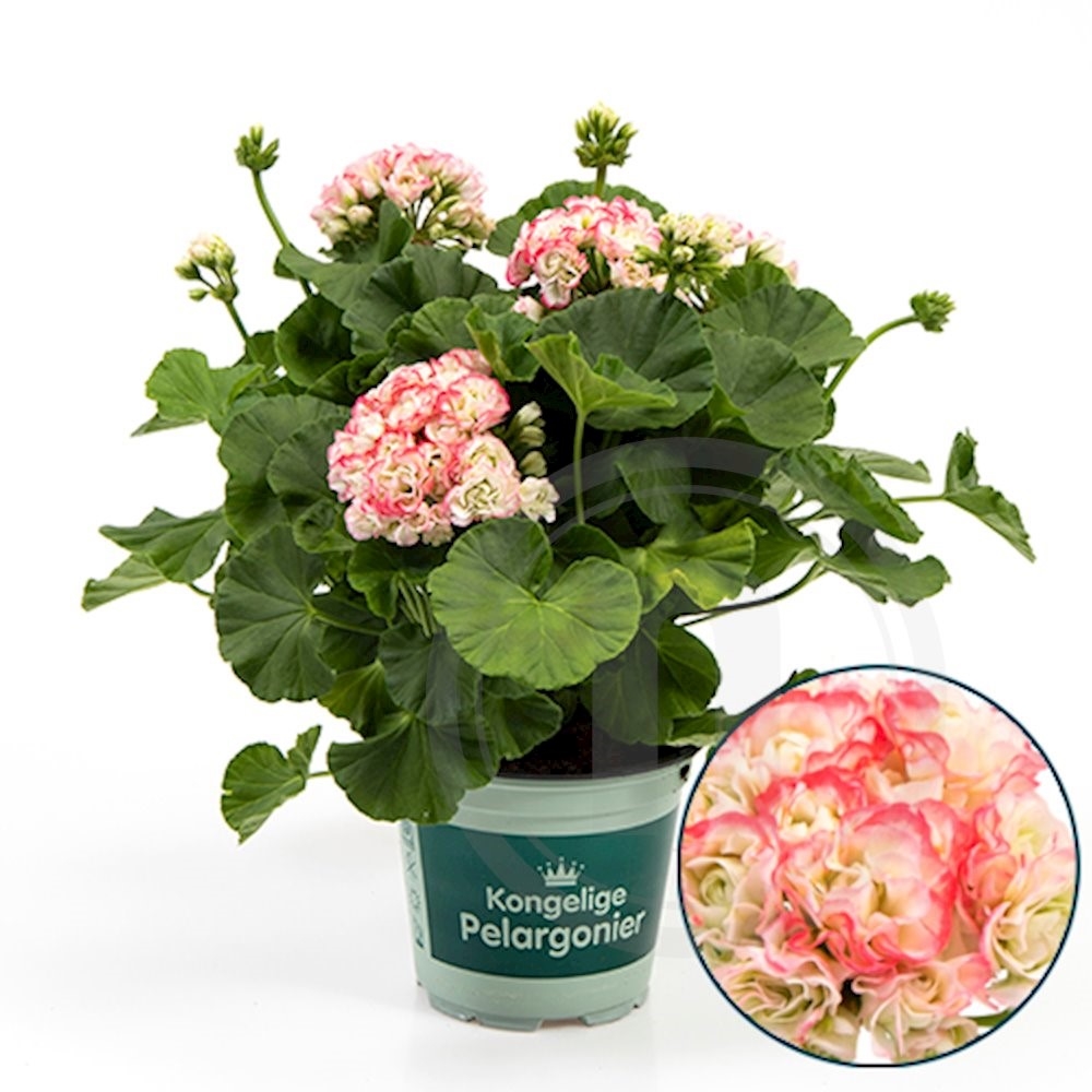 Pelargonie Apple Blossom . Ø 12 cm
