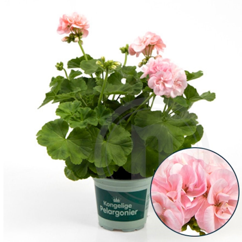 Pelargonie Dronning Ingrid Ø12 cm