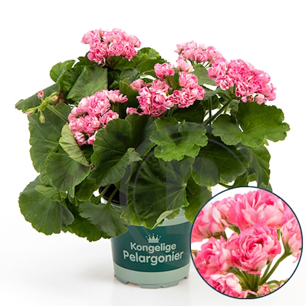 Pelargonie Prinsesse Filippa