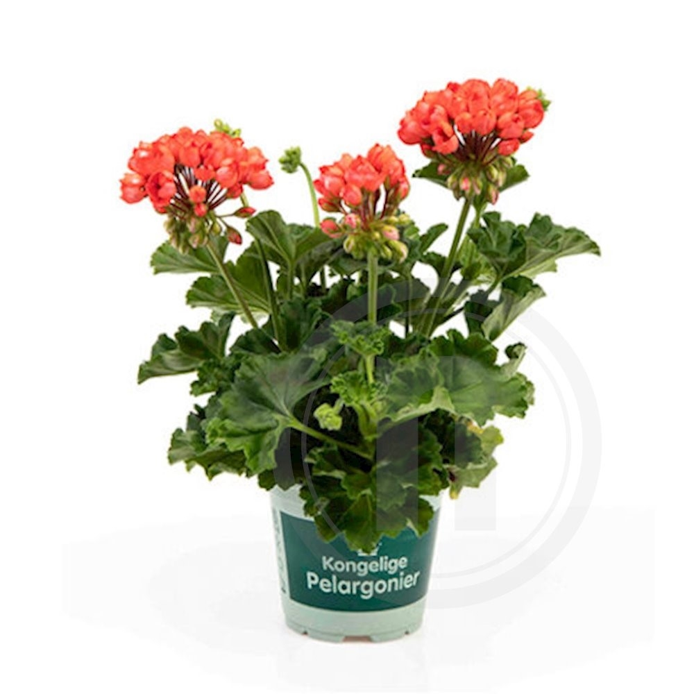 Pelargonie - Red Pandora