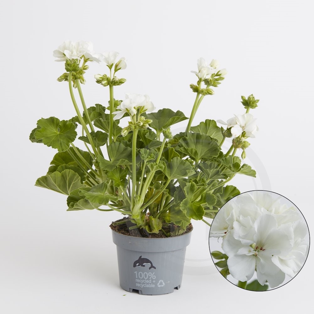 Pelargonie zonale hvid