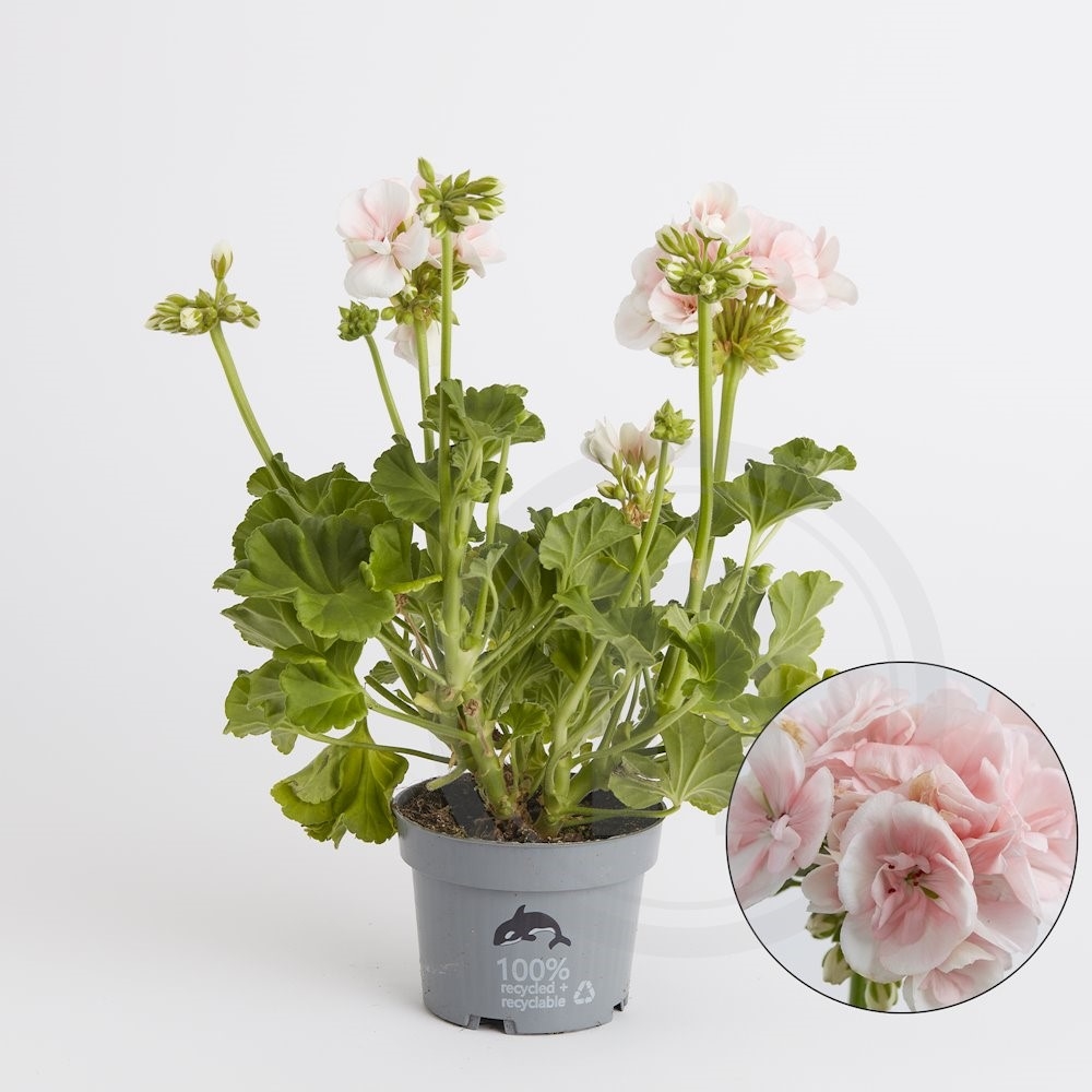 Pelargonie zonale lyserød