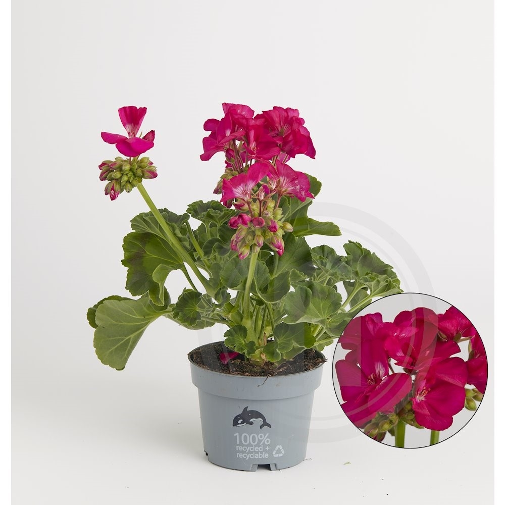 Pelargonie Zonale Pink