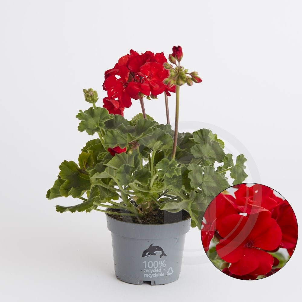 Pelargonie zonale rød
