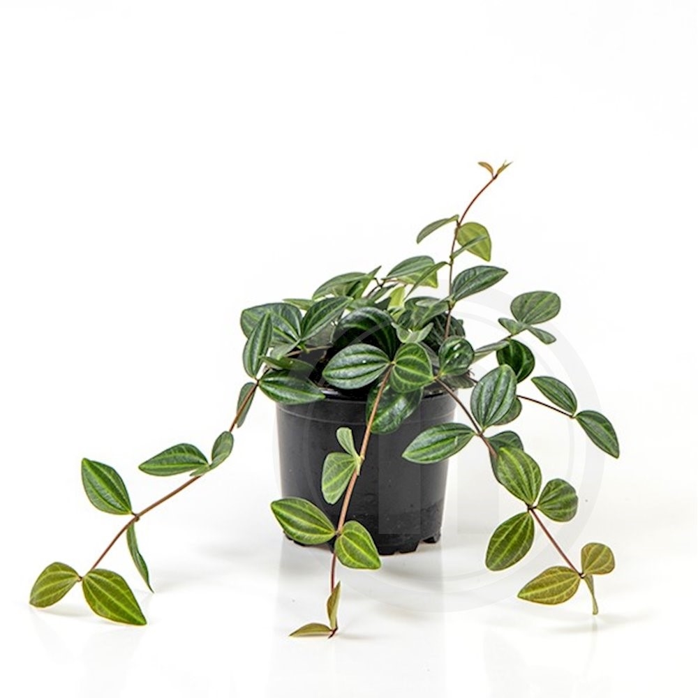 Peperomia angulata Suro 11 cm