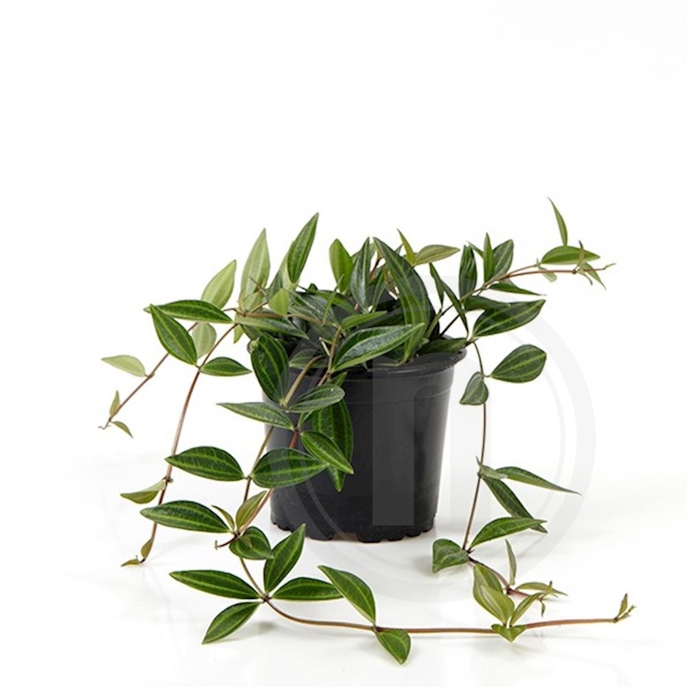 Peperomia angulata Verde 11 cm