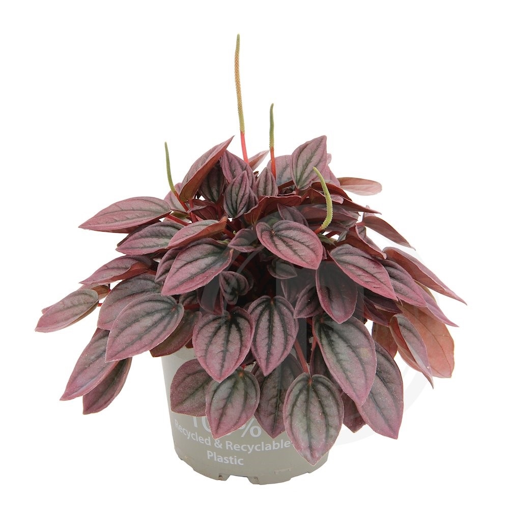 Peperomia Cayenne 12 cm