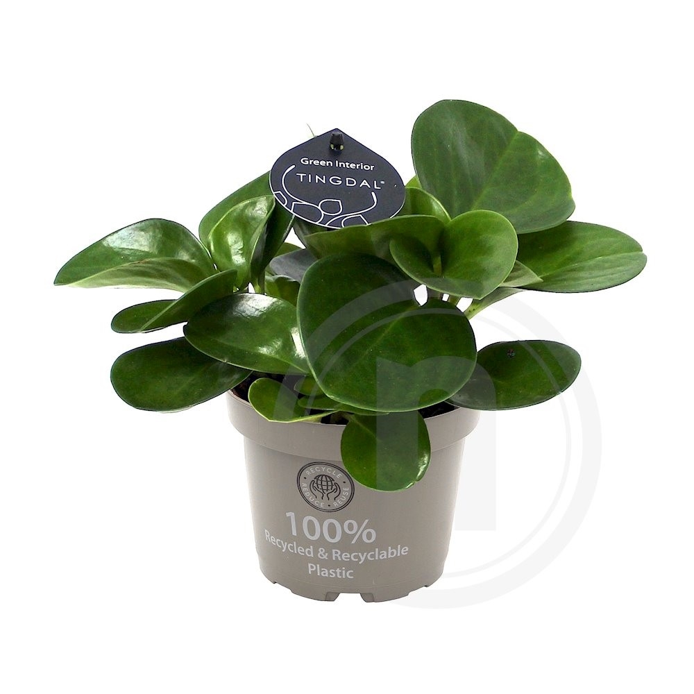 Peperomia obtusifolia green 12 cm .