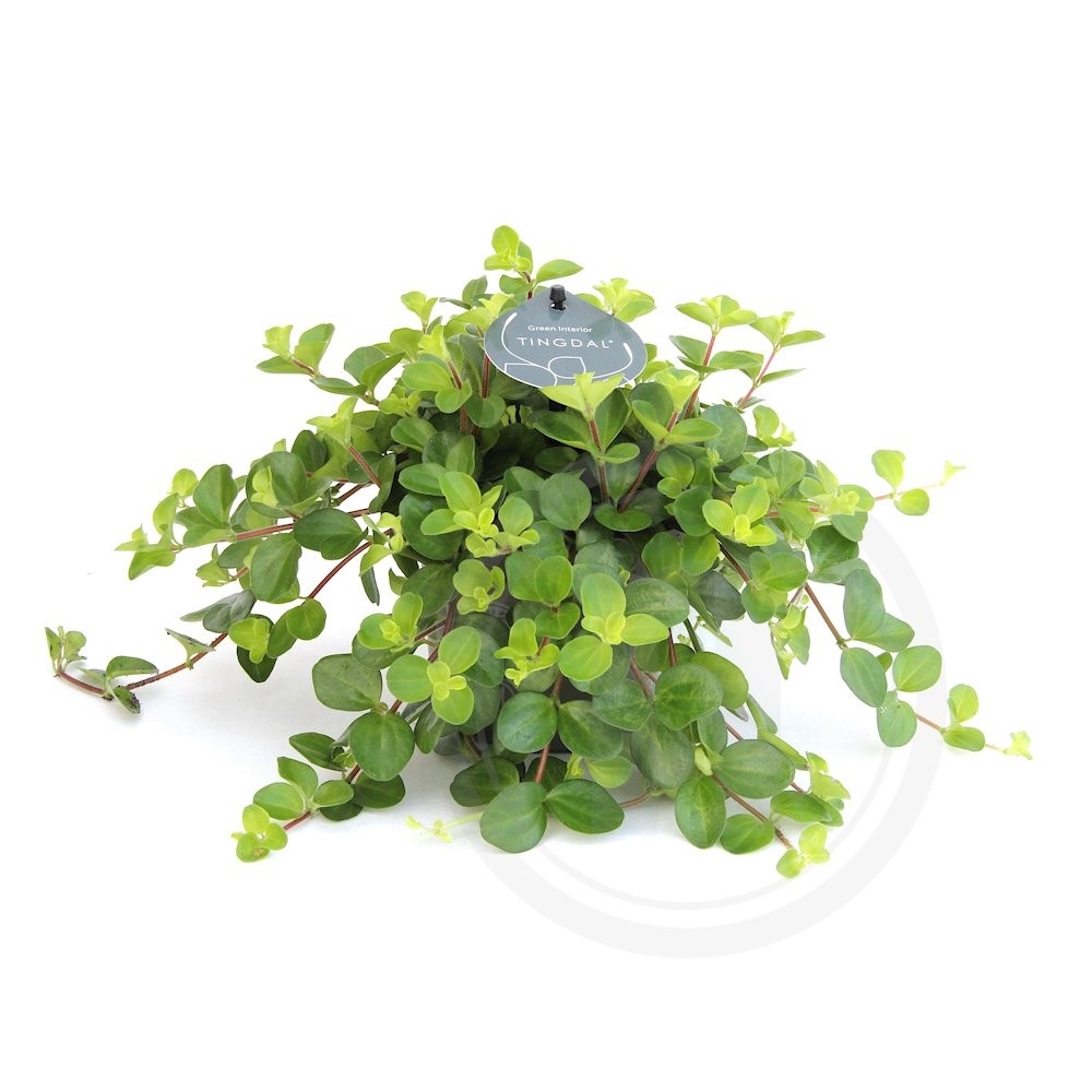 Peperomia rotundifolia Ø12 cm