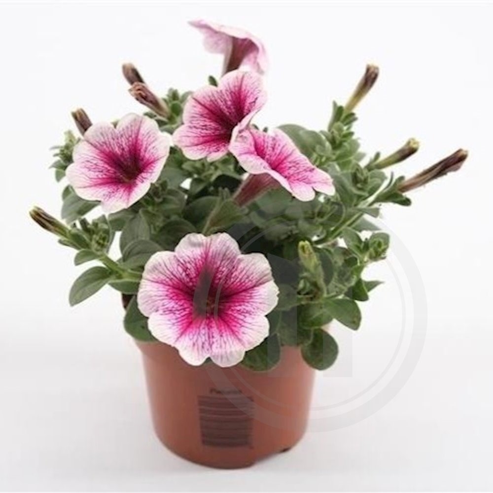 Petunia "Pink Vein"