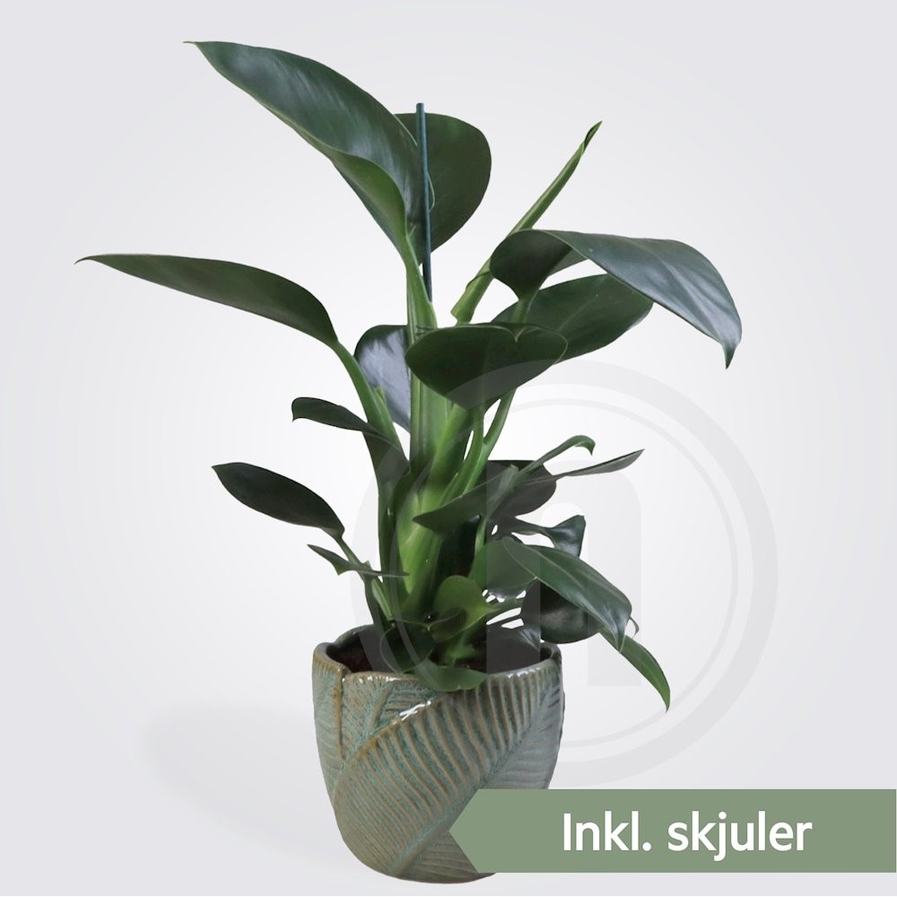 Philodendron Golden Princess