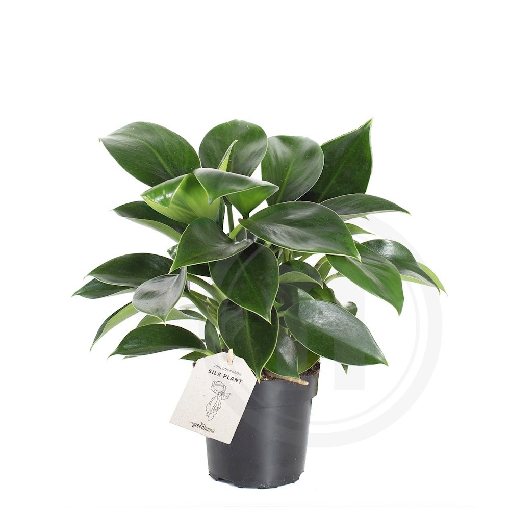 Philodendron Green Princess .