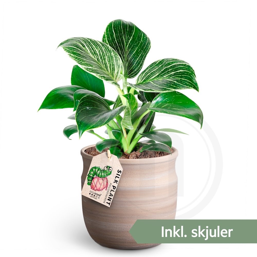 Philodendron White Measure 12 cm .