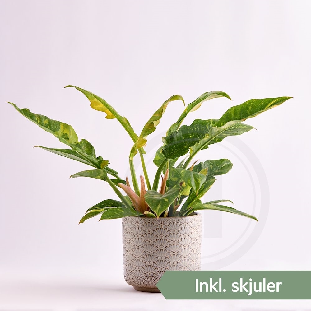 Philodendron Ring of Fire 1 stk